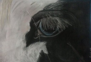 Rosa Eye